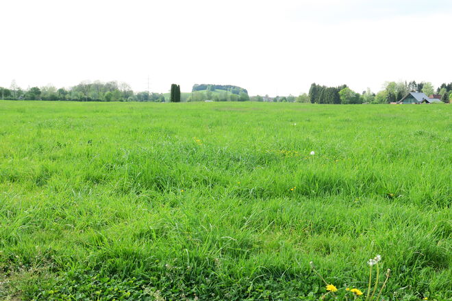 Wo sind denn die Blumen???