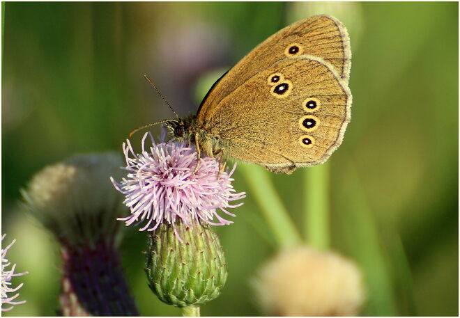 * Schornsteinfeger bei der Arbeit ;) *