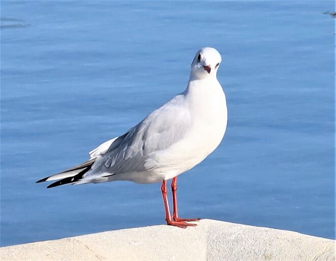 immer diese Fotografen