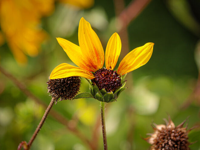 Ganz langsam wirds Herbst...
