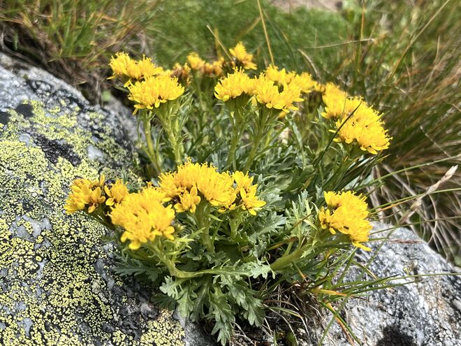 Jacobaea incana - Graues Greiskraut