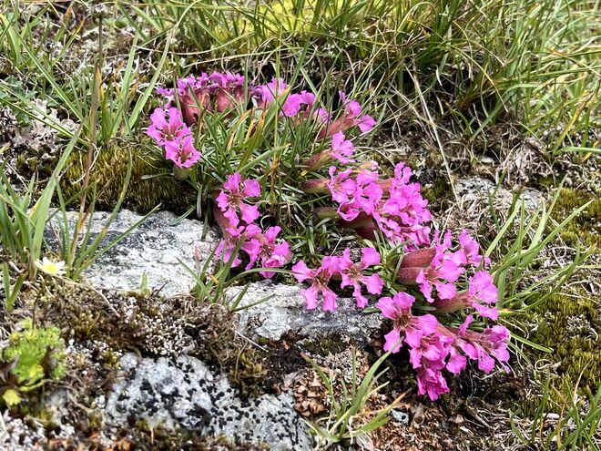 Saponaria pumilio - Niedriges Seifenkraut