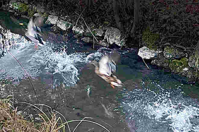 Synchronabflug
