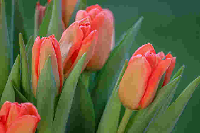 Tulpenfest