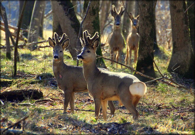 * bereit für den Frühling *
