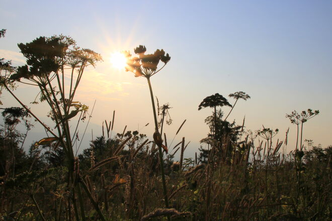 Gräser in der Abendsonne am Gaisberg