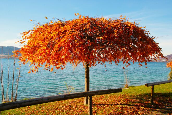 Wer hat den Sonnenschirm vergessen?