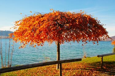 Wer hat den Sonnenschirm vergessen?