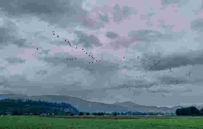 Abendlicher Gänseflug