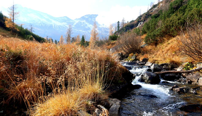 Auf dem "güldenen" Weg 