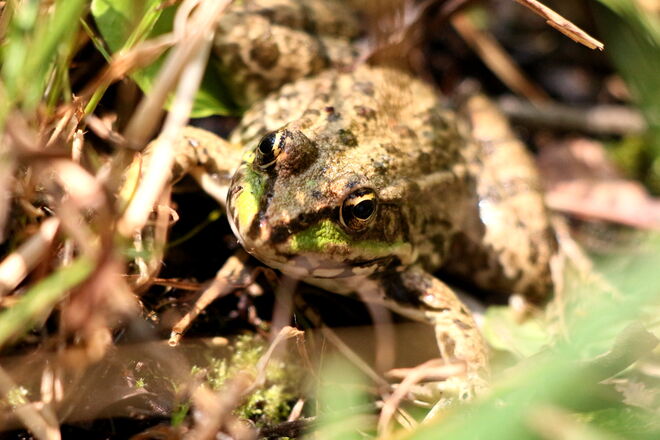 "geht's hier zum Winterquartier"