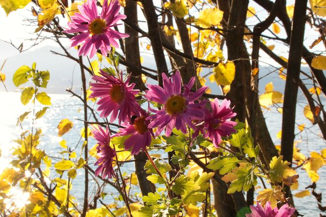 Spätes Blühen im November