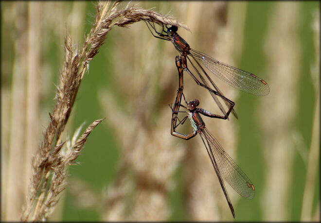 * ein Herz für den November *