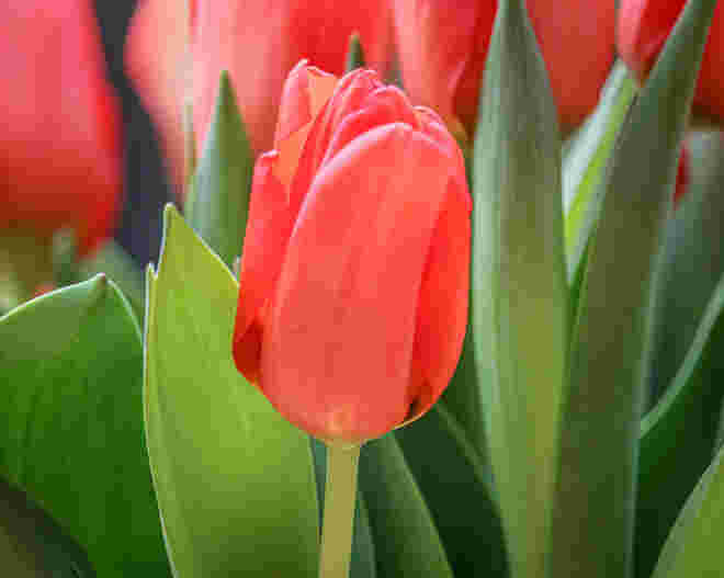 Tulpenfest
