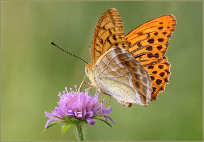 * der Kaiser tanzt *