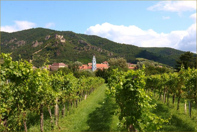 Weingarten mit Aussicht