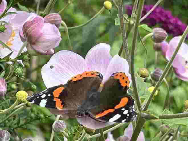 Besuch eines Admirals
