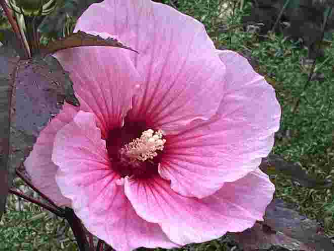 Sumpfeibisch - Hibiscus moscheutos