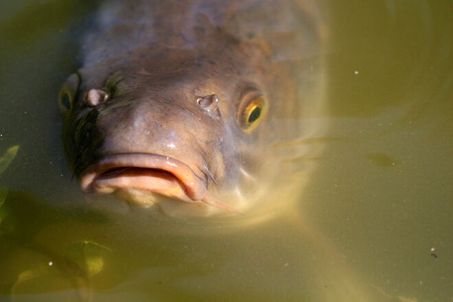Ein Küsschen gefällig?