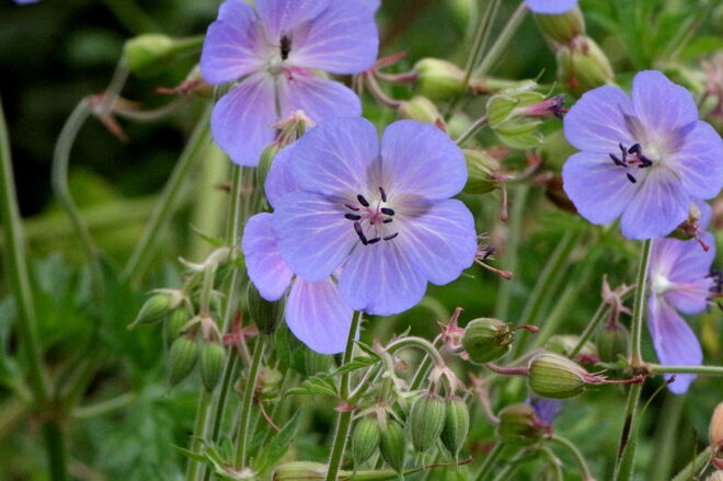 "Ein Lächeln am Morgen"