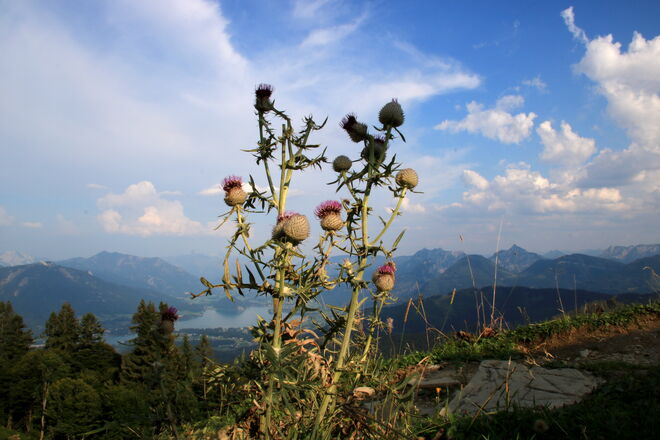Wolldistelstrauch in der Abendsonne