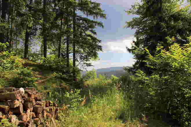 Waldlichtung und Wechselwetter