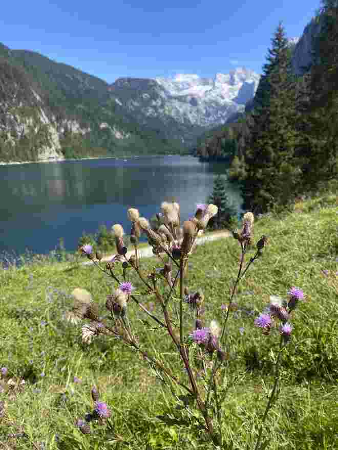 Blick zum Dachstein 