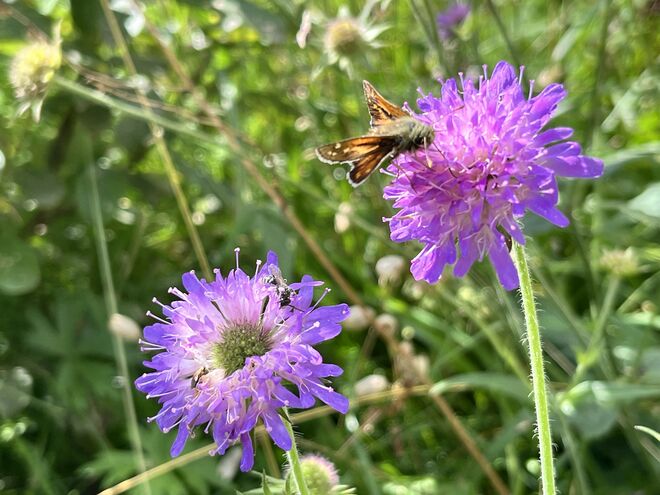 Komma-Dickkopffalter