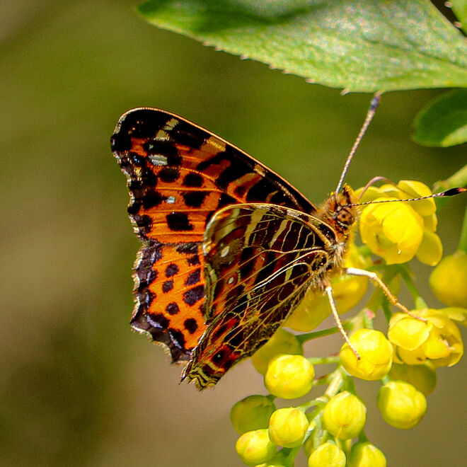 Von Blüte zu Blüte...