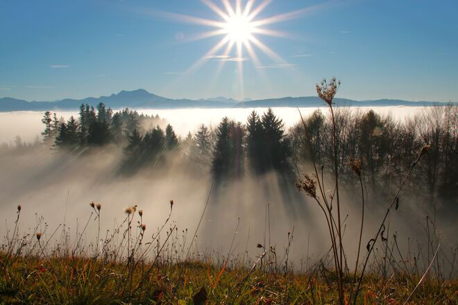 Verblühtes vorm Nebel