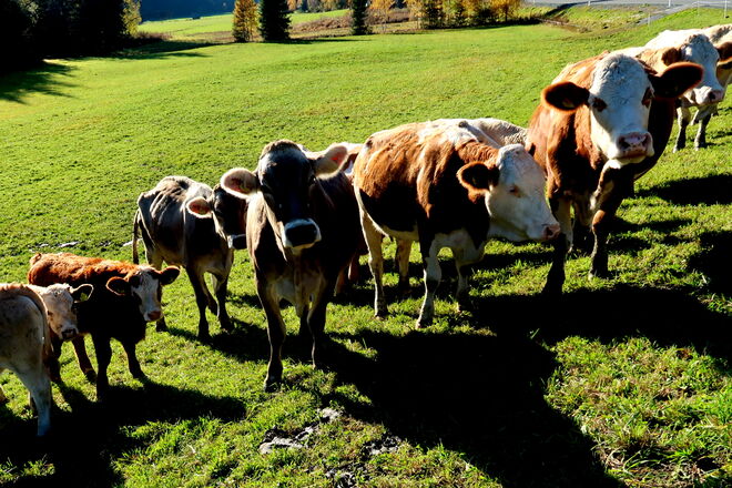 Die "Neugierdsnasen" werden sich nun schon im Stall befinden.
