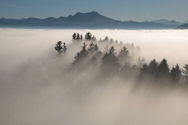 Baumwipfel aus dem Nebel