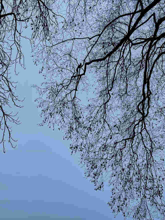 Eichkätzchensuchbild