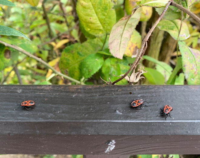 Auf dem Laufsteg  ;  )