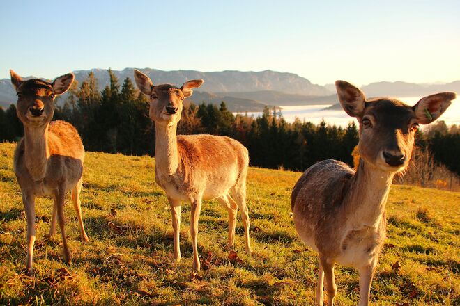 Freundliche Dam-Ladies