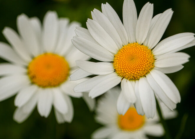Hallo Bienen, wo seid ihr? 