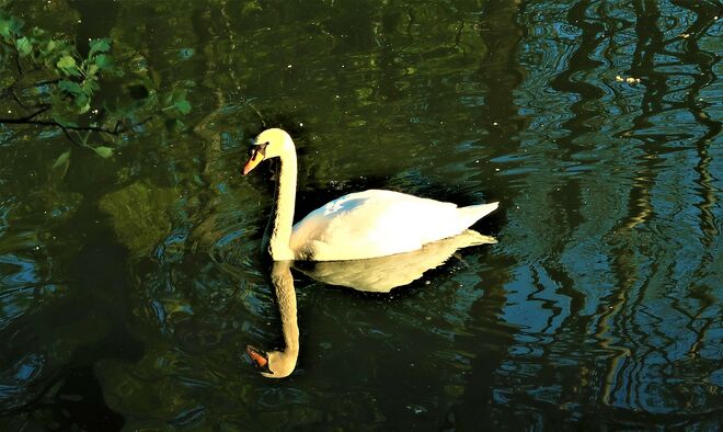 majestätische Morgenrunde