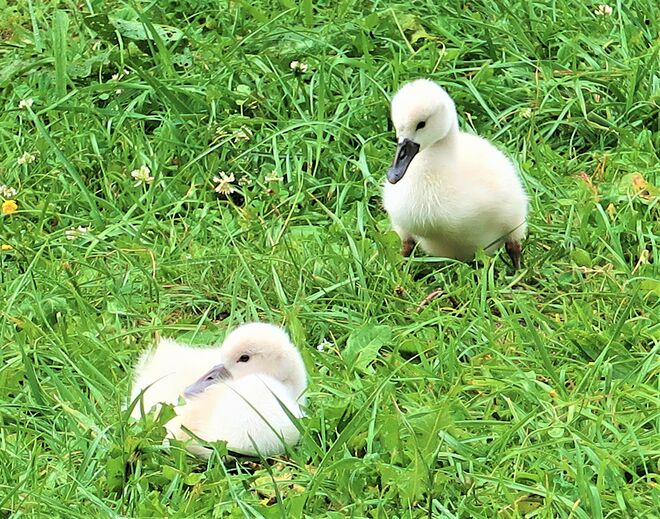 Geschwisterchen aufstehen