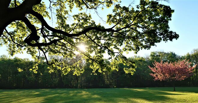 im Prater blühen...