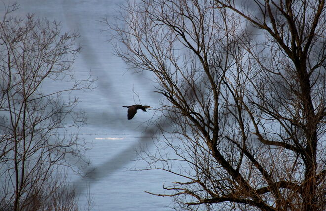 Gleitflug des Kormorans über der dünnen Eisdecke des Sees