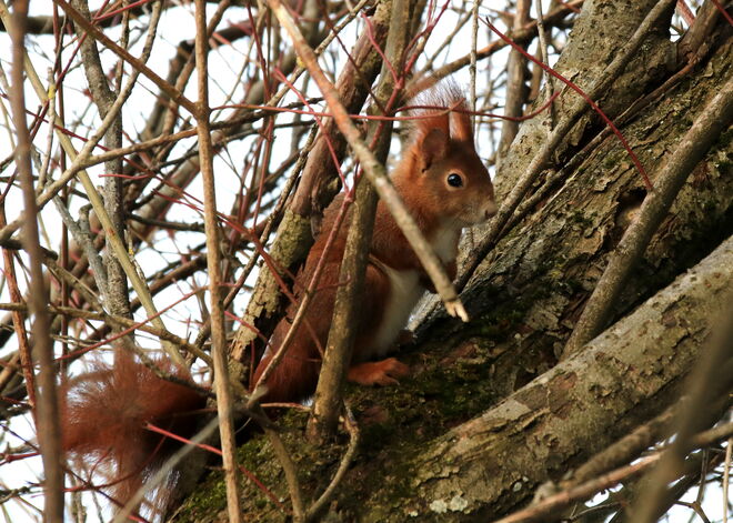 Eichkatzerl - bewegungslos....