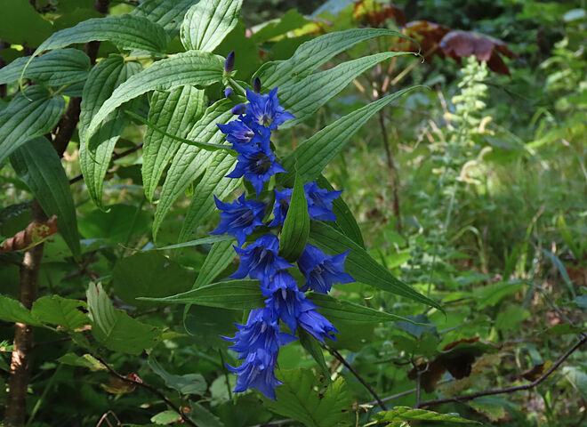 Der Schwalbenwurz-Enzian