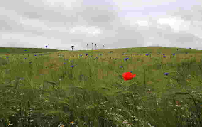 Regenstimmung 