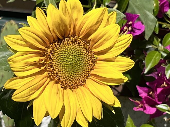 Eine späte Sonnenblume