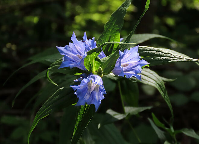 Schwalbenwurz-Enzian