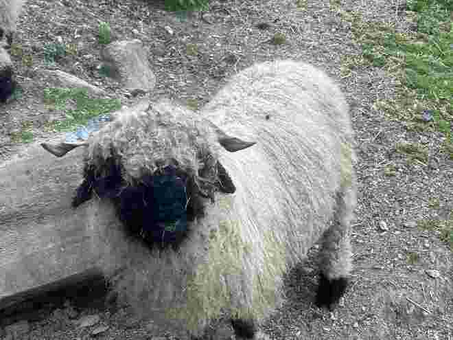Putziges Walliser Schwarznasenschaf