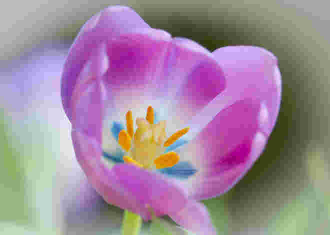Gruß vom Frühling...:)