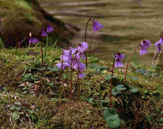 Soldanellen