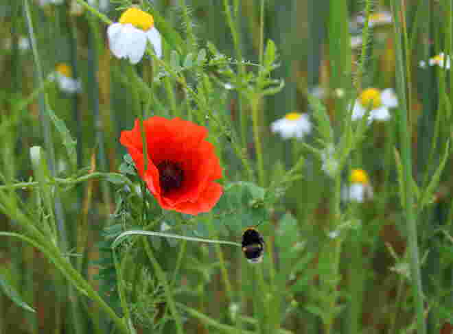 Blumen im Getreidefeld erfreuen die Insekten