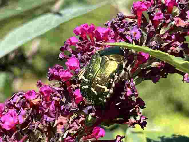 Letzte Blüten genießen 